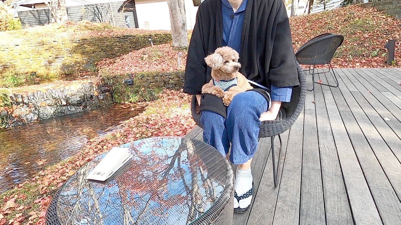 一泊20万円！超高級旅館に愛犬と泊まってみたら本当に最高でした！【トイプードル】
