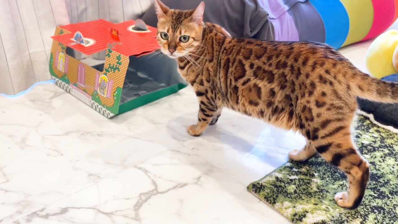 可愛い猫ちゃんがホイホイ寄ってくる！「ねこモテホイホイ」使ってみた結果・・