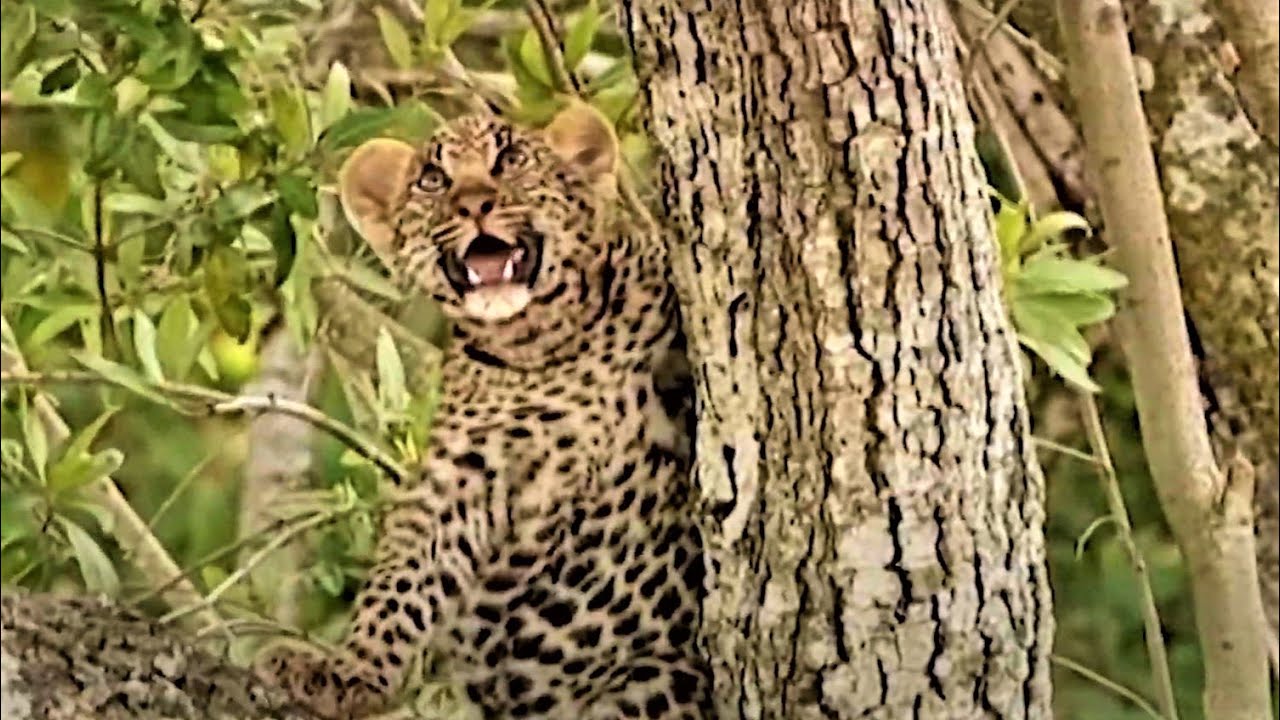 Shy Leopard Cub Learns To Climb A Tree | Little Big Cat | BBC Earth Kids