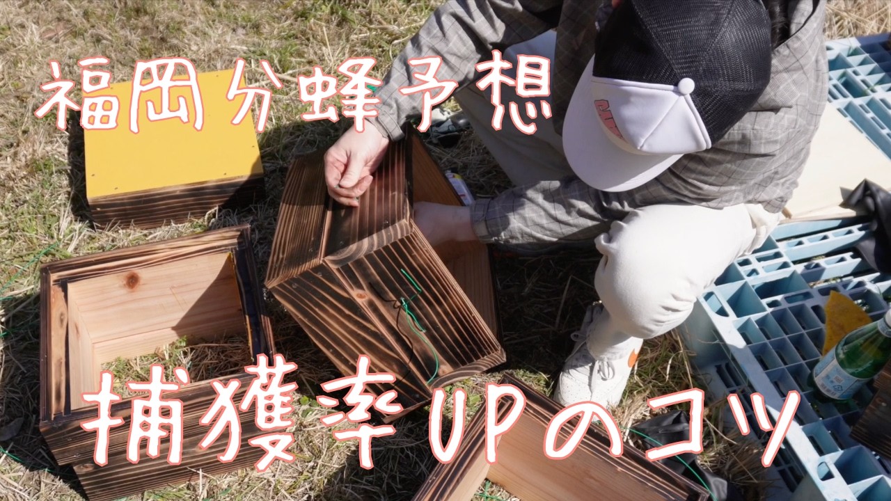 福岡の分蜂シーズンいつ？失敗しない準備と全滅した巣箱の処理方法