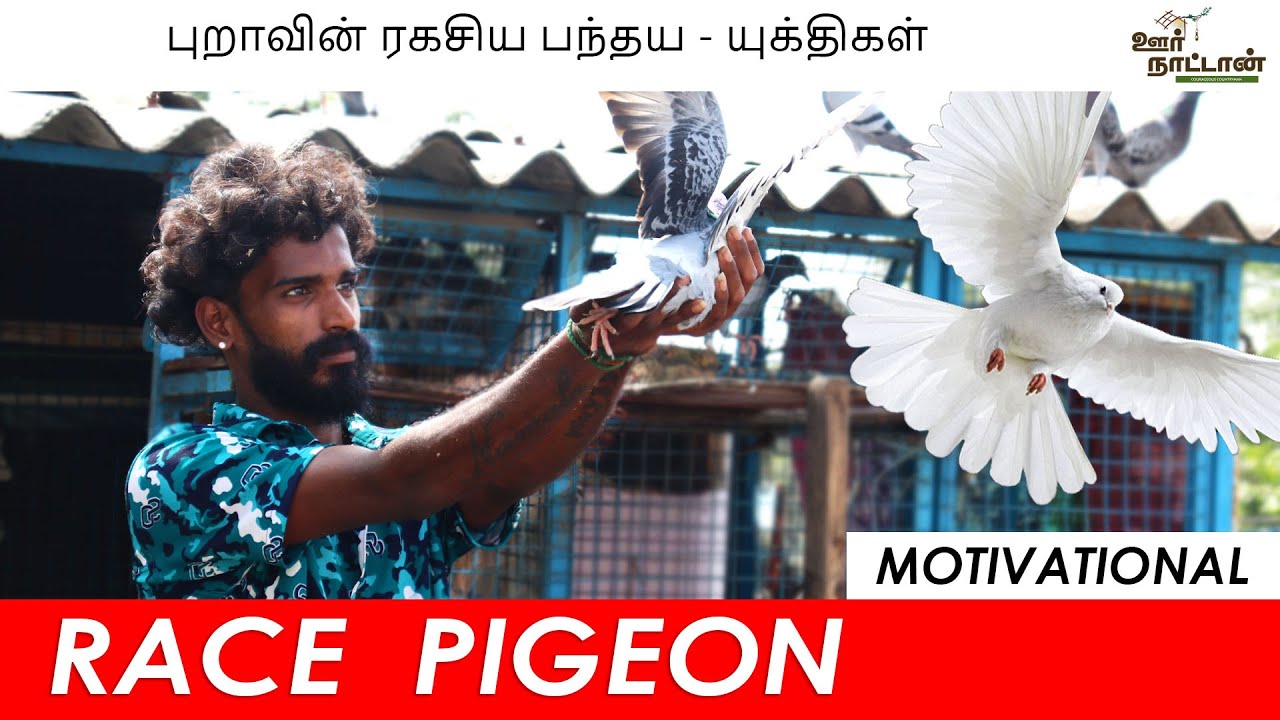 குறையுள்ள புறாக்களால் வெற்றி கண்ட நாயகன் | Successful Pigeon Racer's Story | Motivational