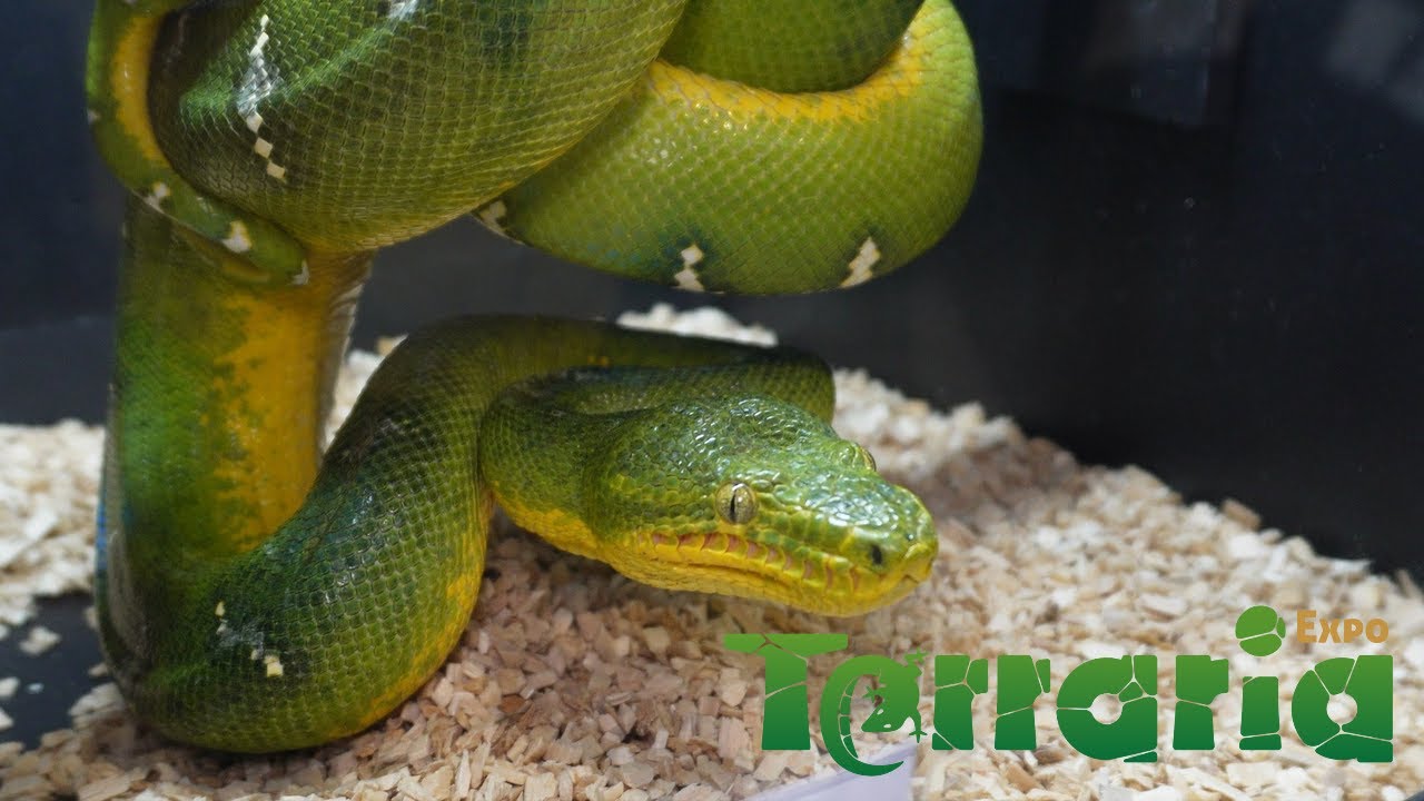 🦎EXPOTERRARIA TALAVERA DE LA REINA SEPTIEMBRE 2025 🐍 | KANAKY VLOG #179