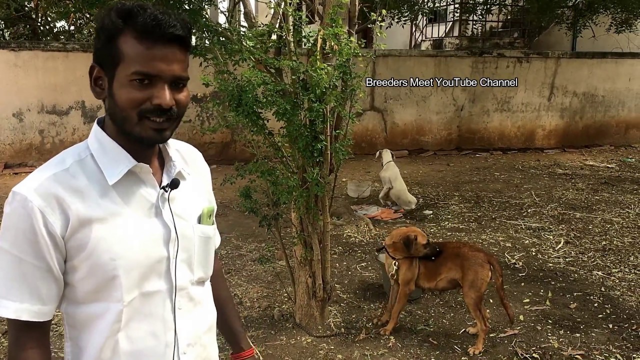 உசிலம்பட்டியில் கோம்பை நாய் Combai or Kombai in Usilampatti