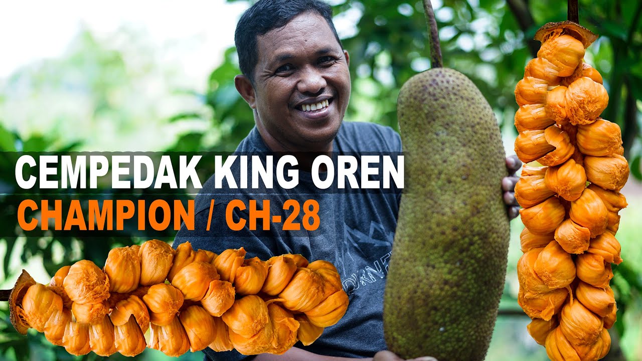 CEMPEDAK KING CH-28 | SAMPING RUMAH