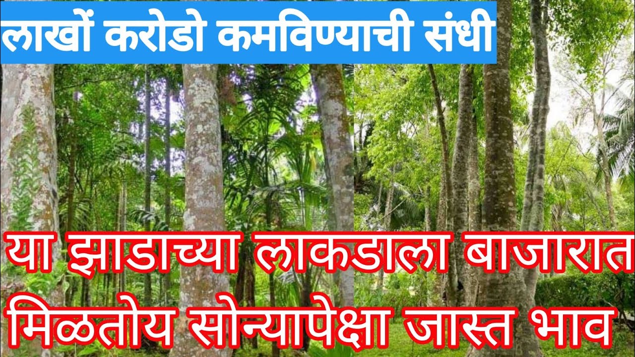 या झाडाची लागवड करा आणि लाखो करोडो रुपये कमवा / सोन्यापेक्षा जास्त मिळतोय भाव