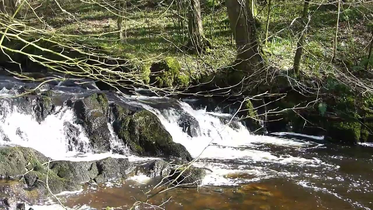 Rooted | Song based on Jeremiah 17:7-8 | The Burn in Balkail Glen, Glenluce (Wigtownshire Worship)