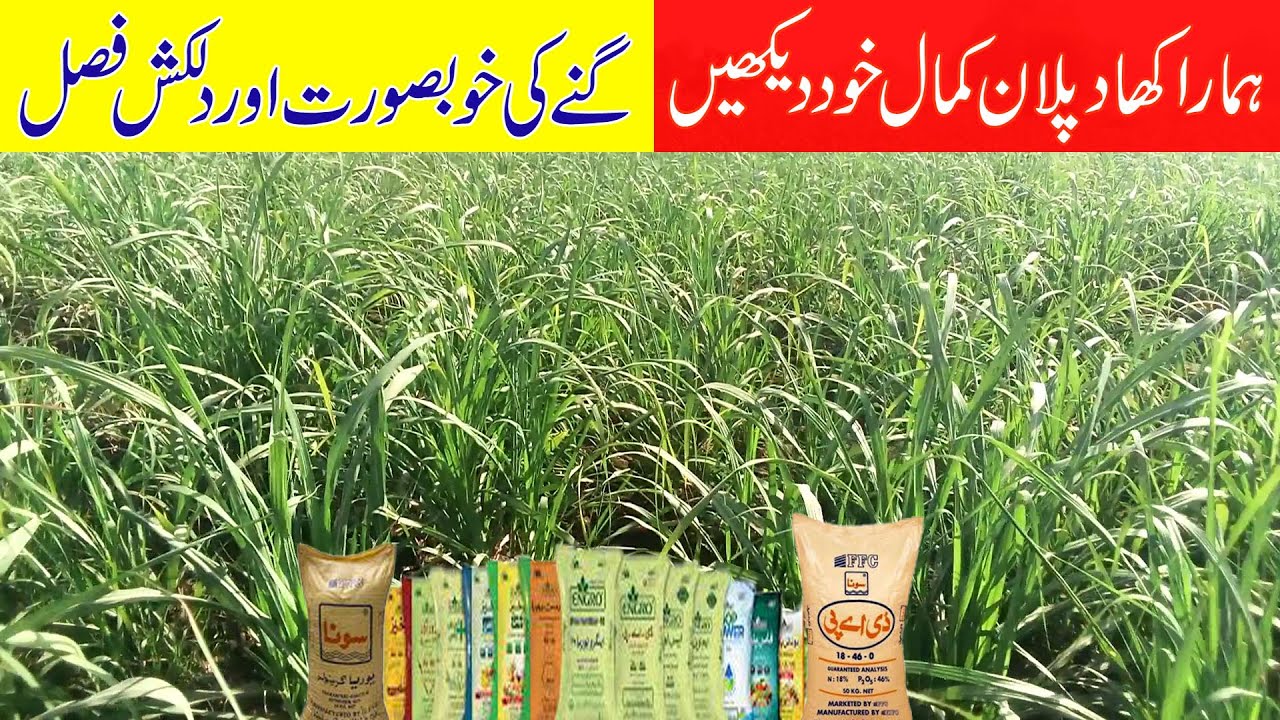 The Fertilizer Plan Changed Everything in Sugarcane Revealed! Modern Sugarcane Farming