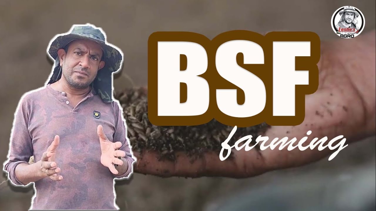 BSF farming at Leslie’s Agro
