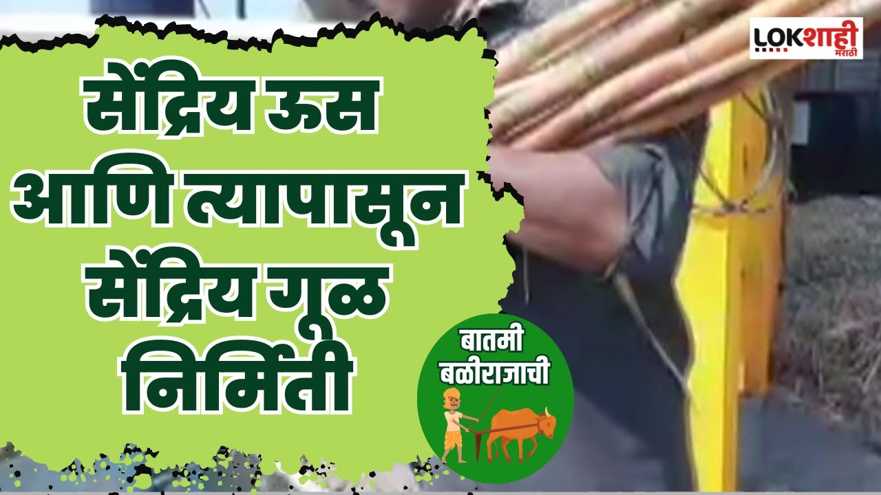 Sangli : सेंद्रिय ऊस आणि त्यापासून सेंद्रिय गूळ निर्मिती