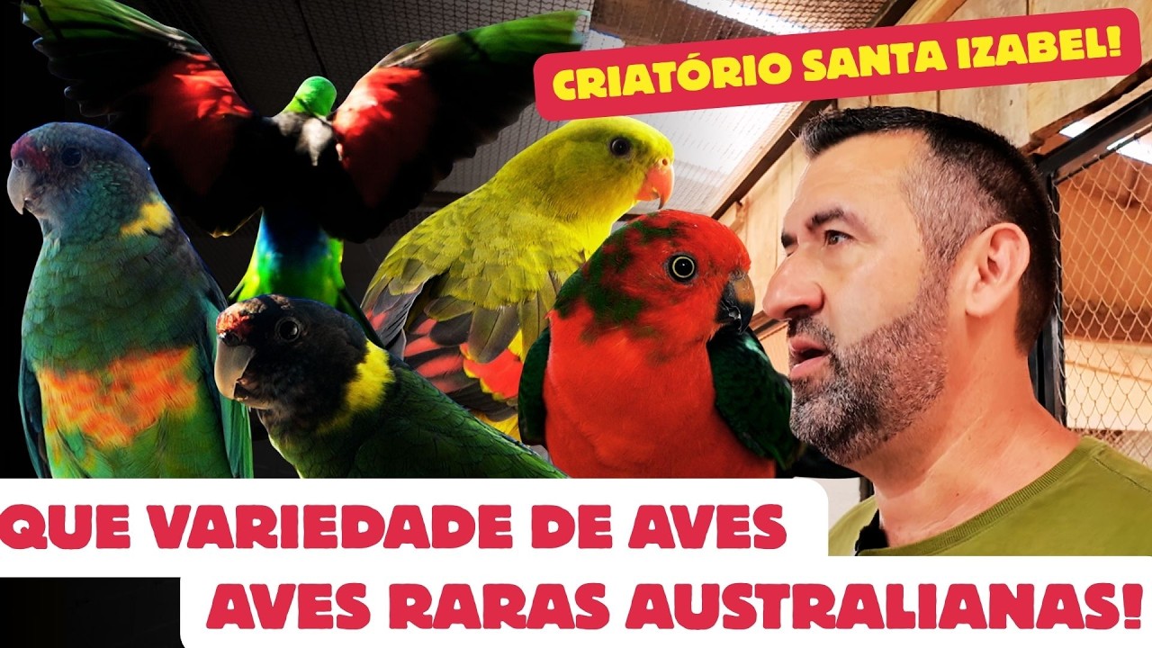 AMILTO RIBEIRO CRIANDO RARIDADES!!!DE PRÍNCIPE DE GALES À VENUSTUS!!!