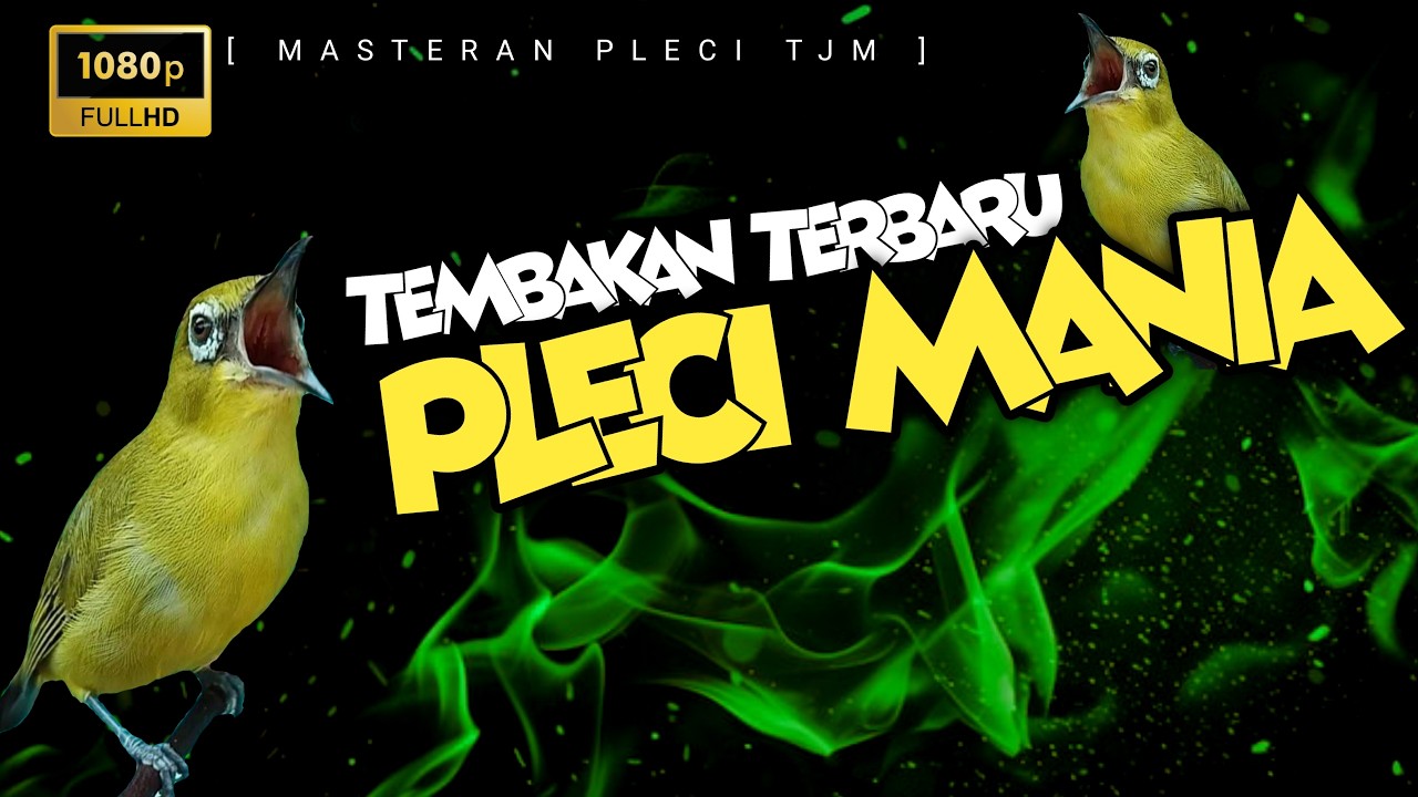 🔴 LIVE Masteran Pleci Tembakan Terbaru Pleci mania Untul Lomba
