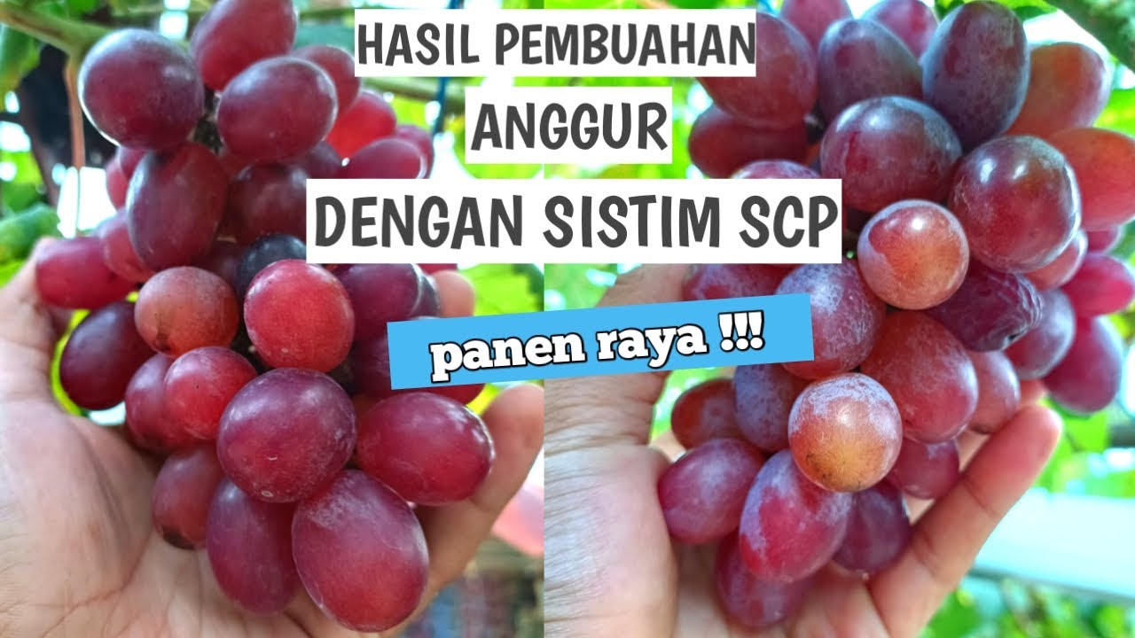 Hasil Panen Pembuahan Anggur dengan memakai sistim SCP