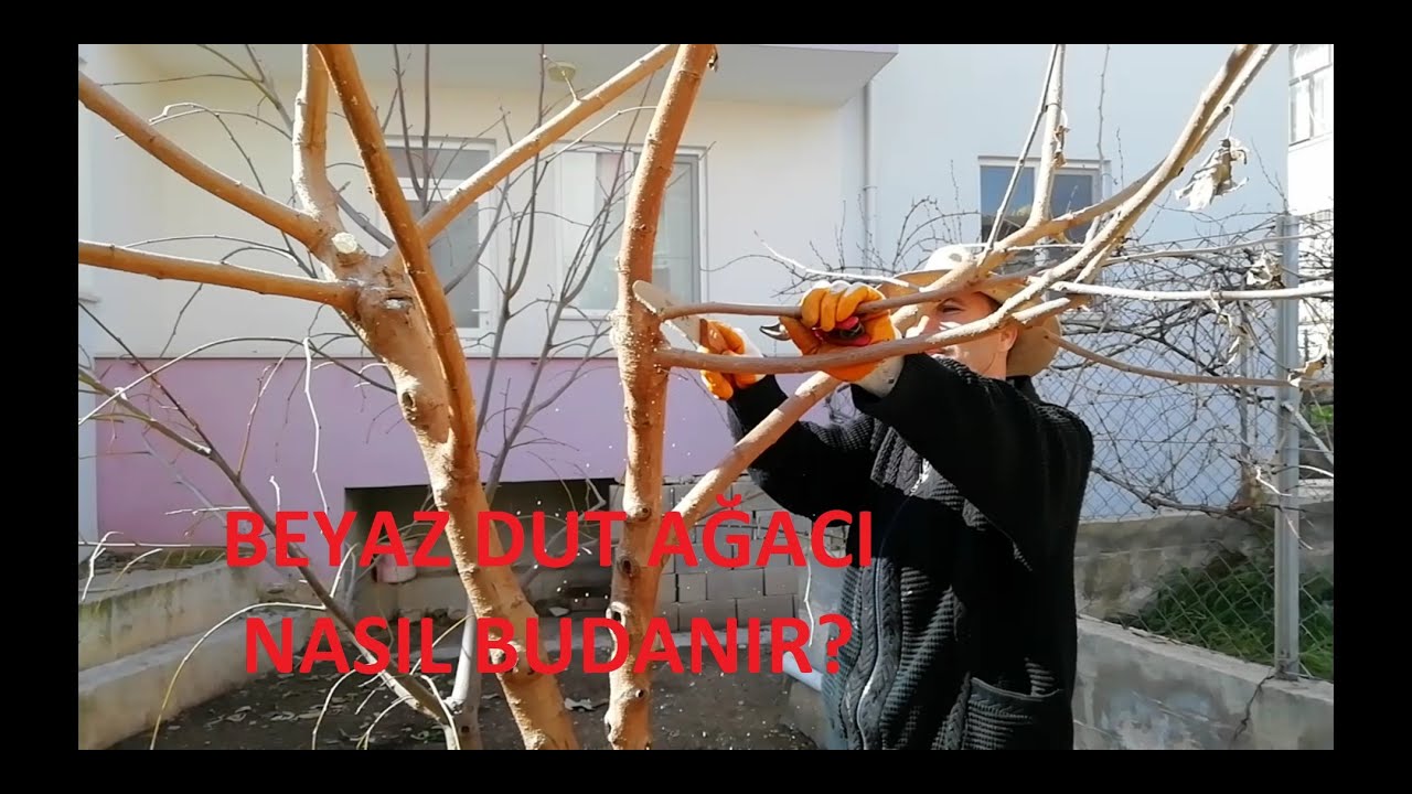 Beyaz Dut Ağacı Nasıl Budanır?