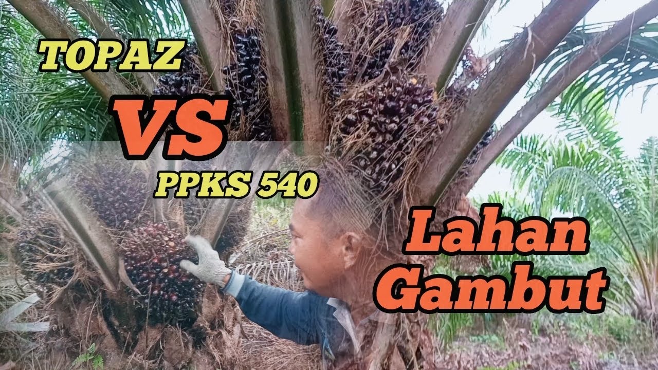 PERBANDINGAN BIBIT UNGGUL JENIS TOPAZ DAN PPKS 540 DI LAHAN GAMBUT