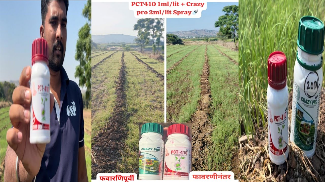 PCT410 + Crazy pro on Onion nursery 