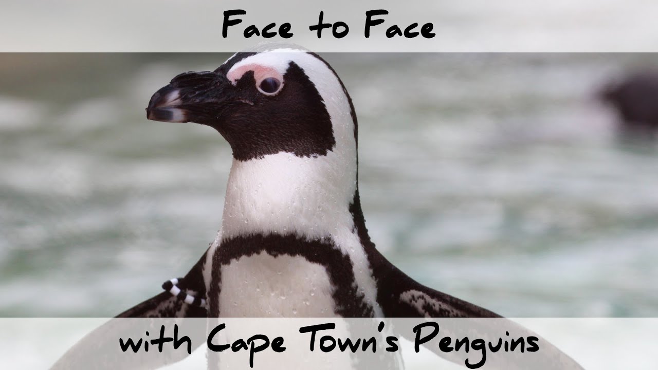 Face to Face with Cape Town's Penguins