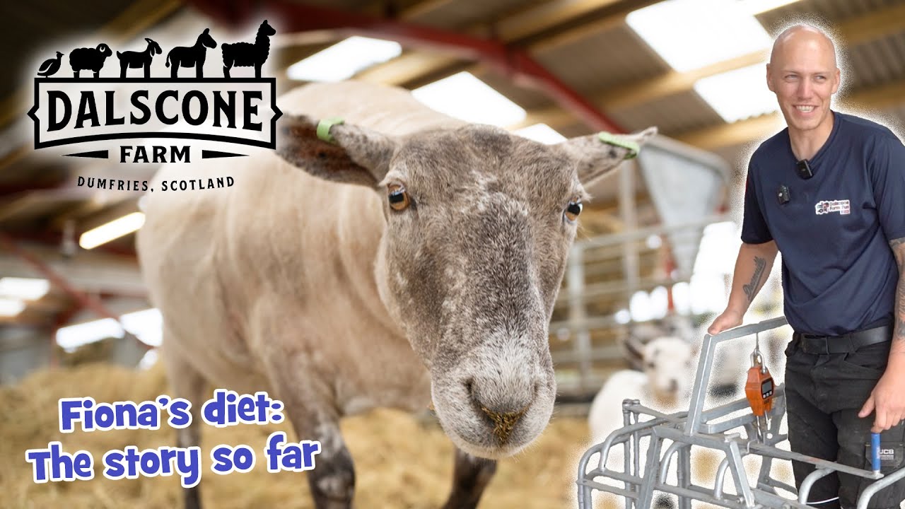 Britain’s (former) loneliest sheep is on a Diet!