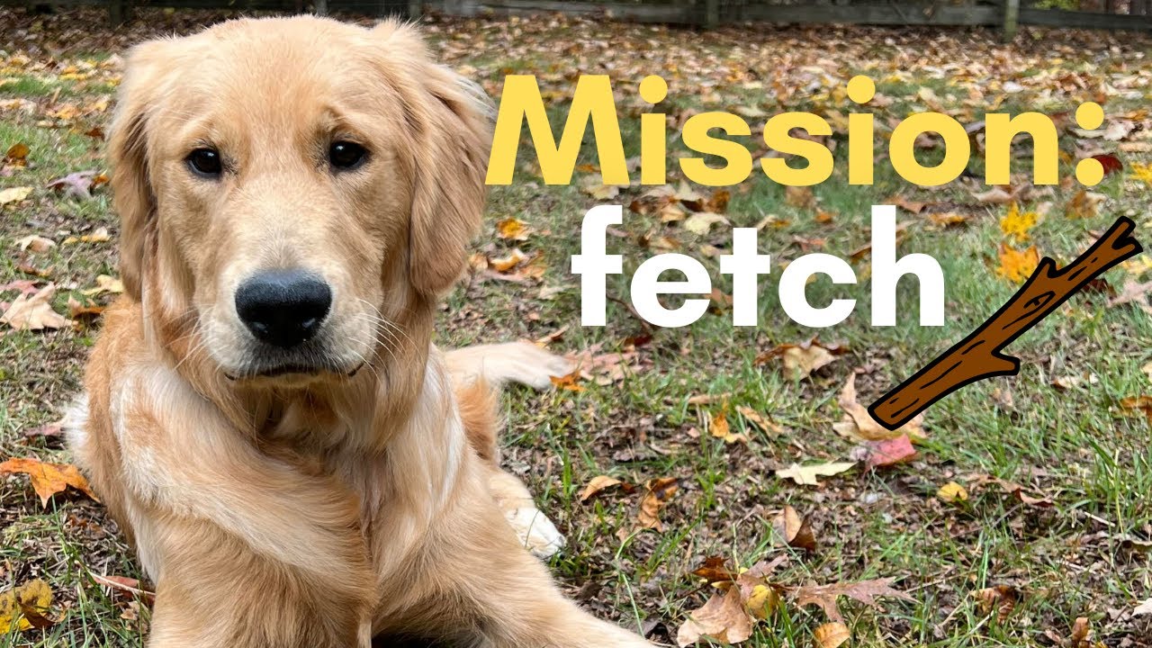 Golden Retriever Plays Fetch | Wrangler Finds a Stick