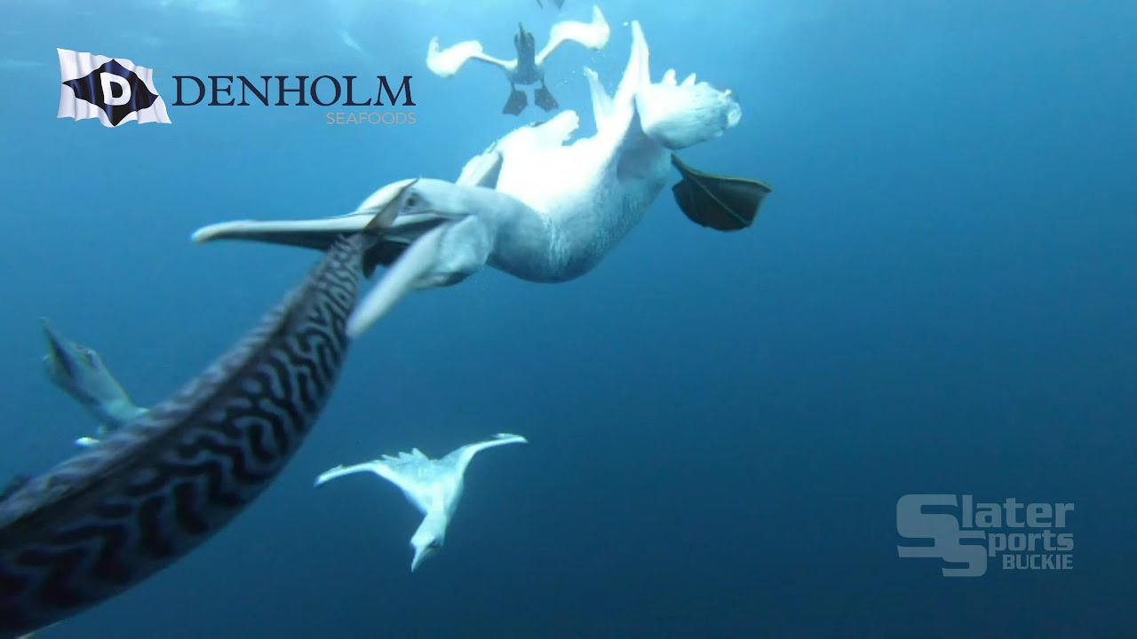 DENHOLM SEAFOODS  Herring & Mackerel catching & processing 2019 promo