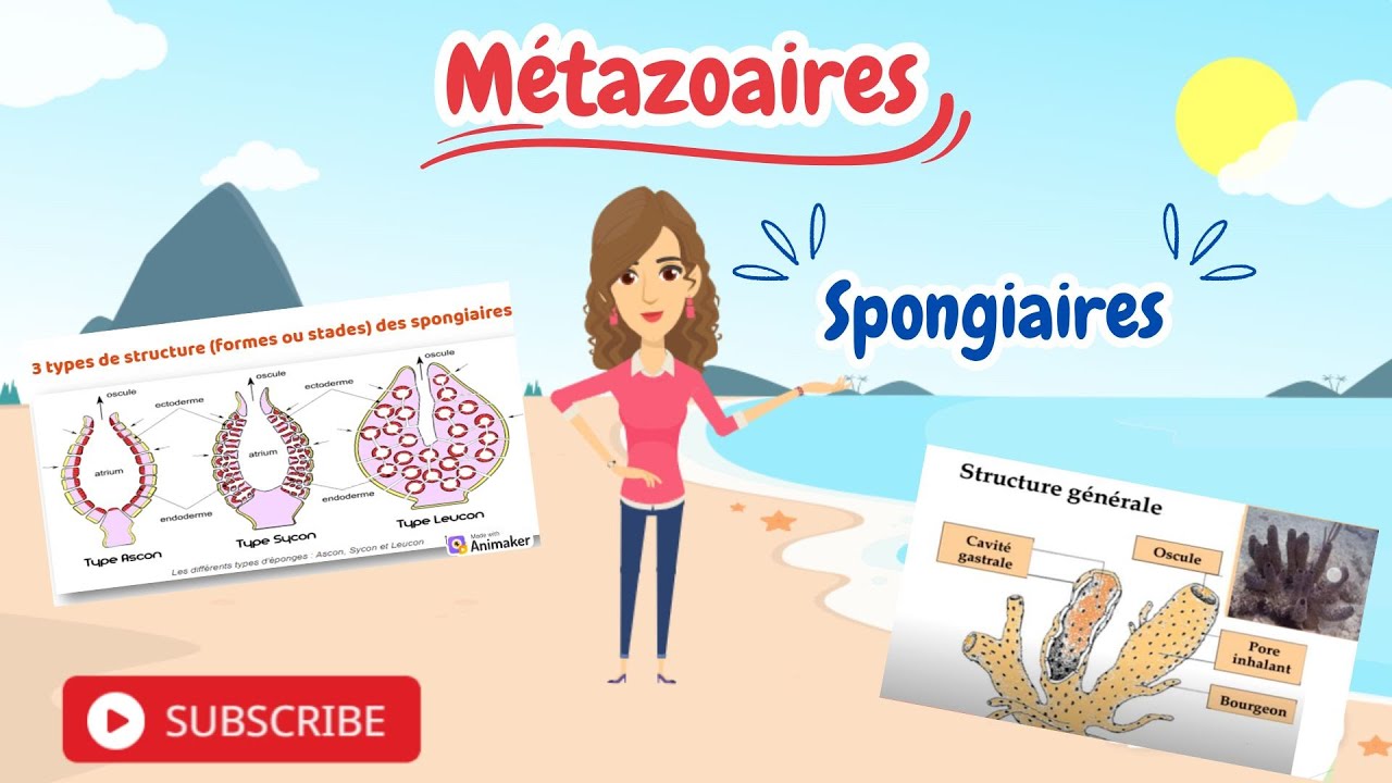 Zoologie : Spongiaires premiers métazoaires aquatiques