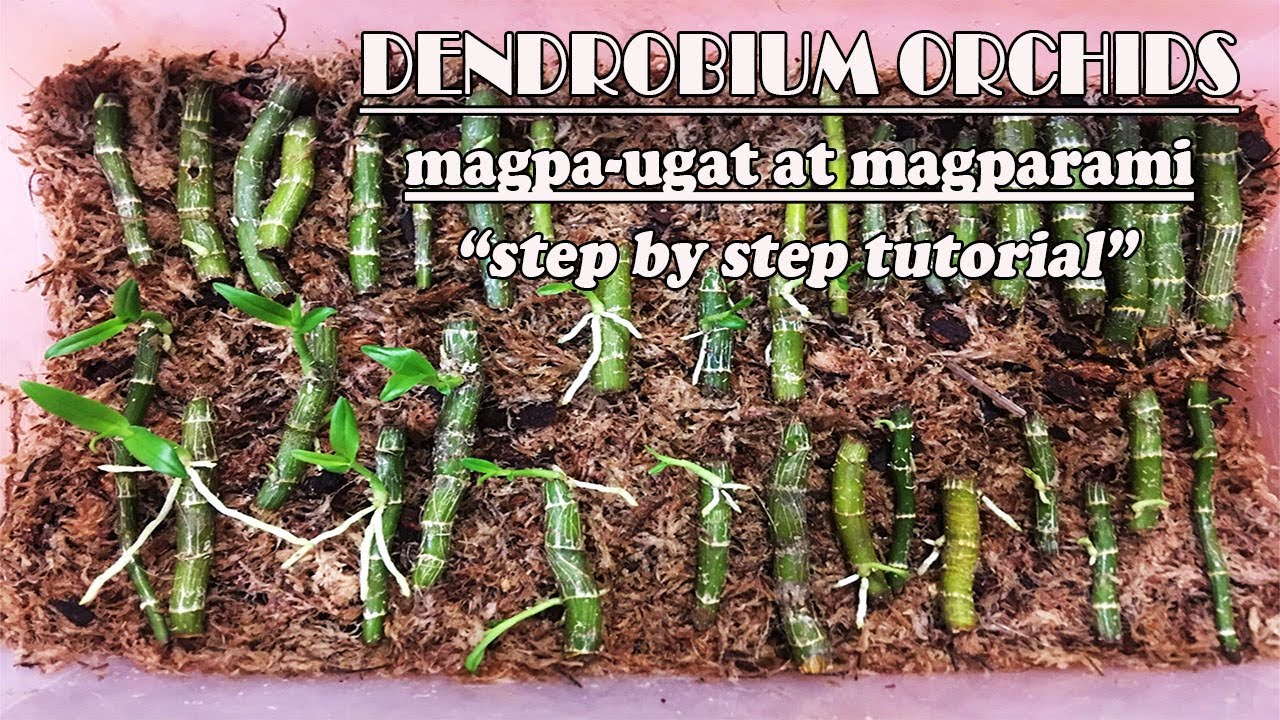Paano magpaugat at magparami ng Dendrobium Orchids, Step by step Tutorial | How to Propagate Dendro
