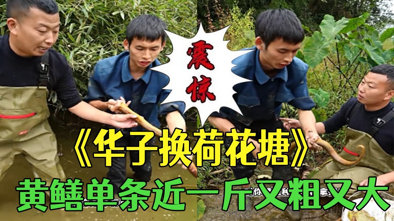 用壹條華子換荷花塘，抓出黃鳝又粗又大單條近壹斤 # #小飛哥#三農 #鄉村守護人 #新農人計劃2026#包塘