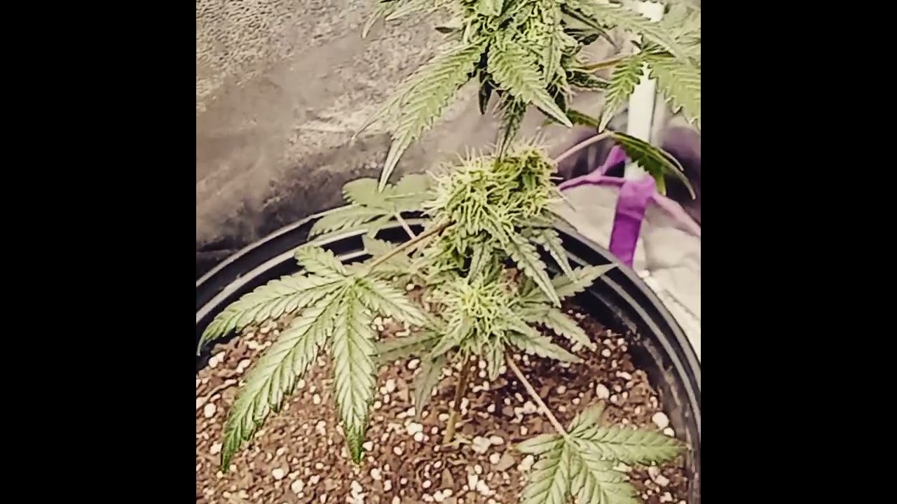 Spider Mites!!Lower Leaves had a sign I didn't pick up on.