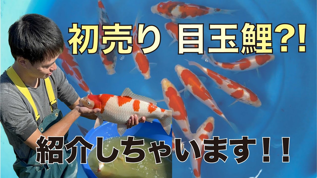 【目玉鯉の販売】2023年錦鯉初売りセールの当歳鯉を一挙ご紹介！#nishikigoi #錦鯉 #丸筑魚苑