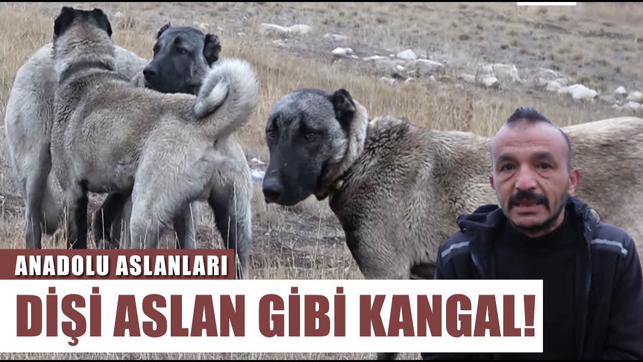 Dişi Aslan Boyutunda Efsane Kangal! Barış Çiçek l Anadolu Aslanları - Arşiv