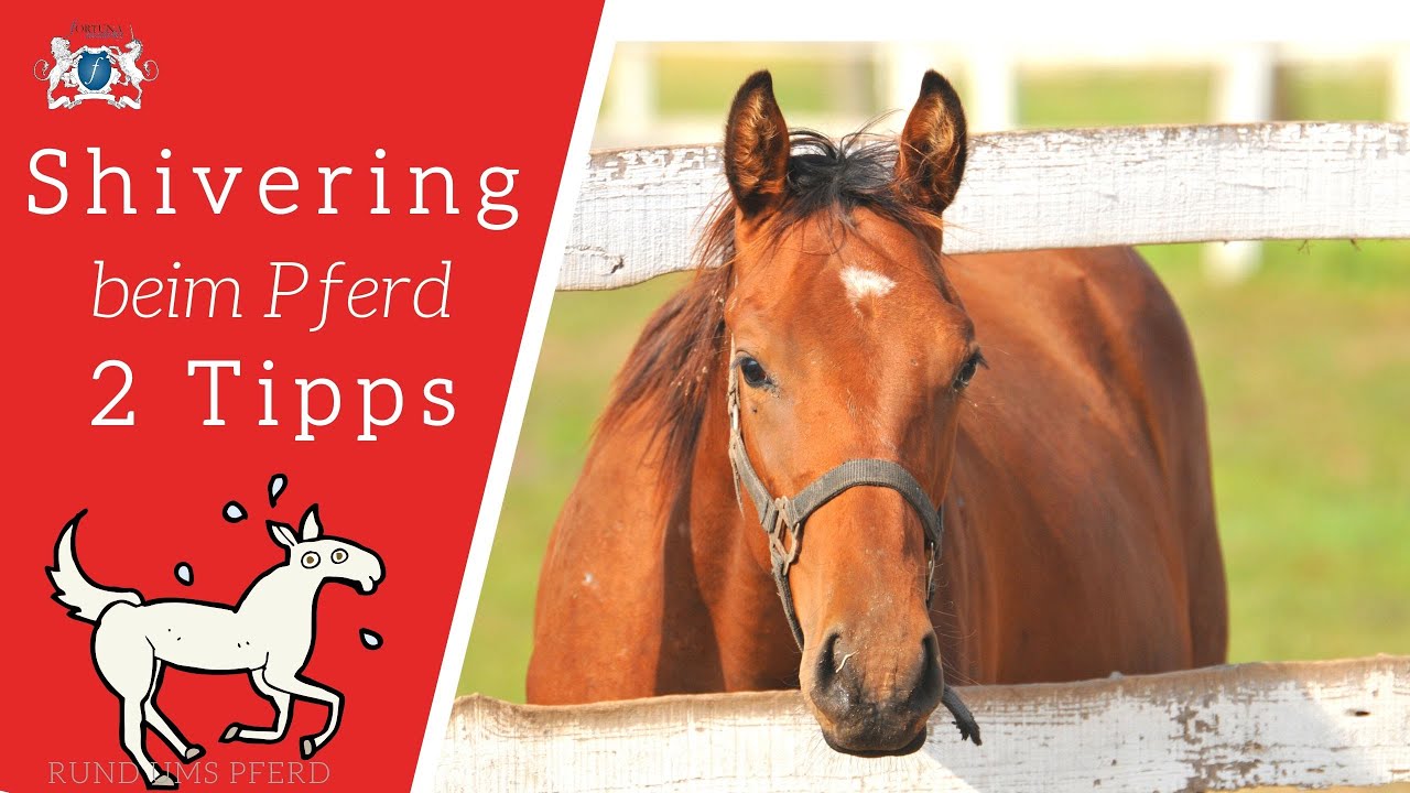Shivering beim Pferd 🐴 - 2 Tipps  ⭐️