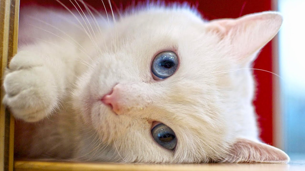 So Very Cute Cats Videos Compilation - Too Funny Too Cute 🐱