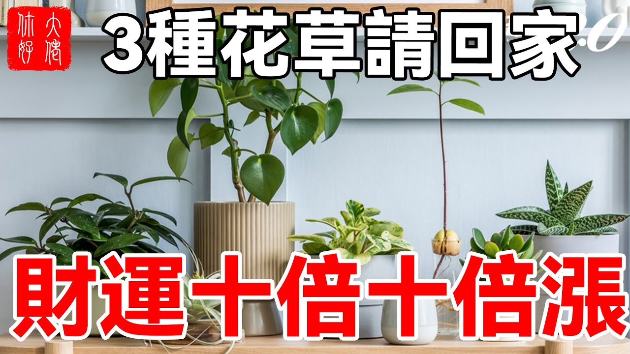 3種花草請回家，財運十倍十倍往上漲，你們趕緊試一試#風水#大佬你好啊#佛說