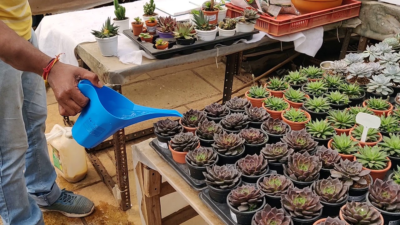 How to maintain your succulents. FAQ's for Succulents ( Sanjay Nursery, Pune)-  in Hindi - Part 2