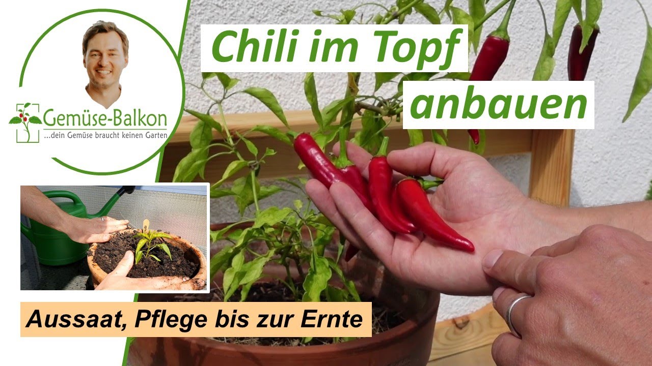 Chili 🌶️auf dem Balkon anbauen - Aussaat, Pflege bis zur Ernte