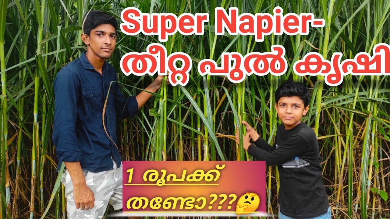 ആടിന് ഉള്ള തീറ്റ പുല്ല് നന്നായി വളരാൻ ഇതു ചെയ്യുക/Super Napier Grass for Goat/തീറ്റ പുല്ല് വളർത്താം