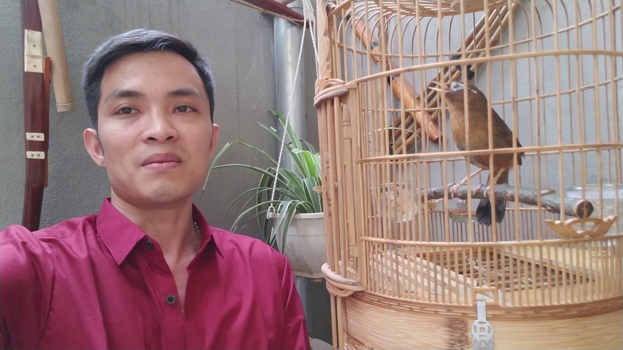 b&aacute;n chim họa mi uy t&iacute;n sđt ZALO 0944114410 . xem th&ecirc;m tại Website : www.chimcanhdatviet.com