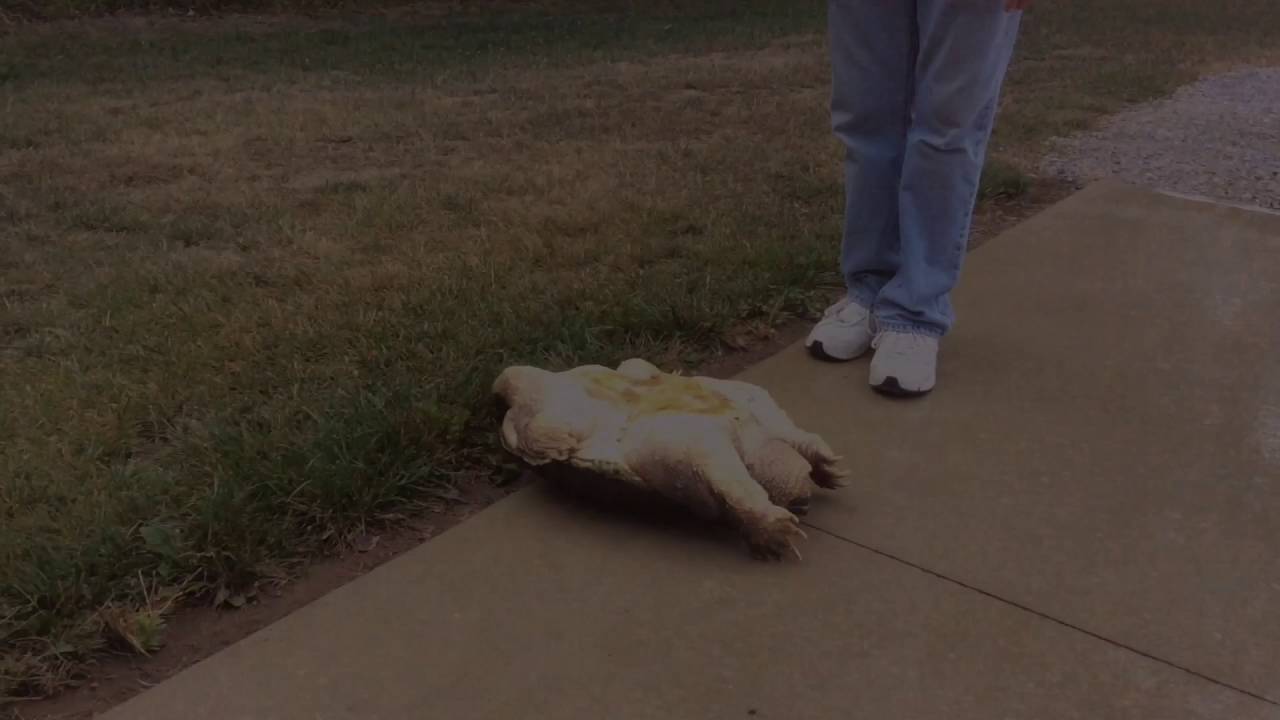 Turtle prostate check up gone wrong