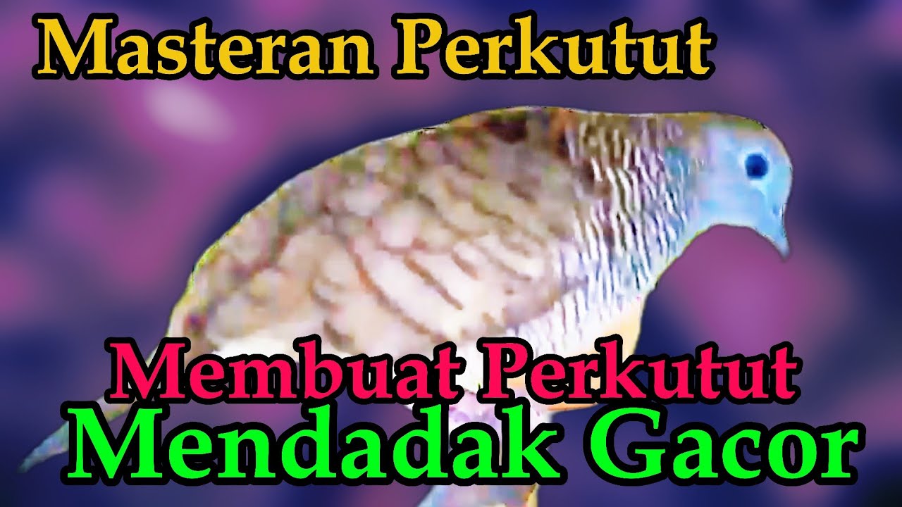 Perkutut Lokal Gacor Pancingan Ampuh#Perkututlokalgacor#kutut#perkututbangkok#masteranperkutut