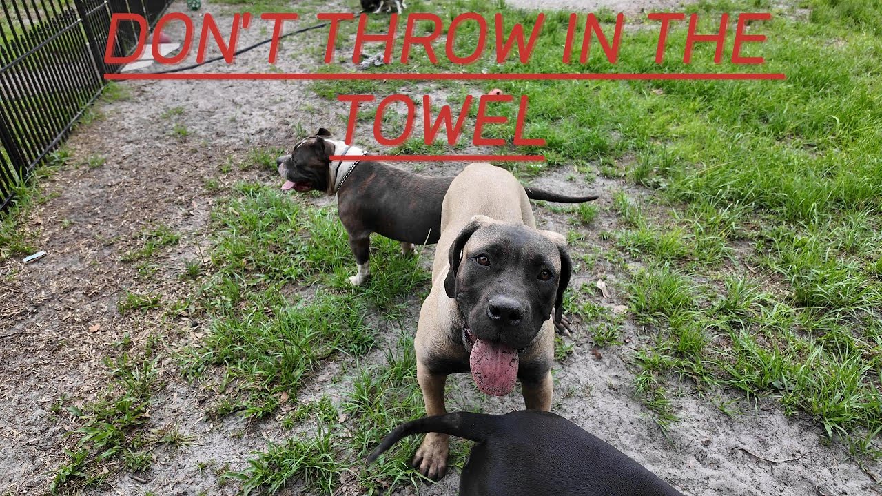 DONT THROW IN THE TOWEL | AMERICAN BULLIES