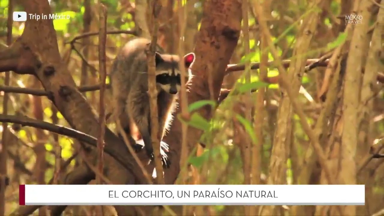La Reserva Natural El Corchito, un lugar ideal para el ecoturismo en Yucat&aacute;n.