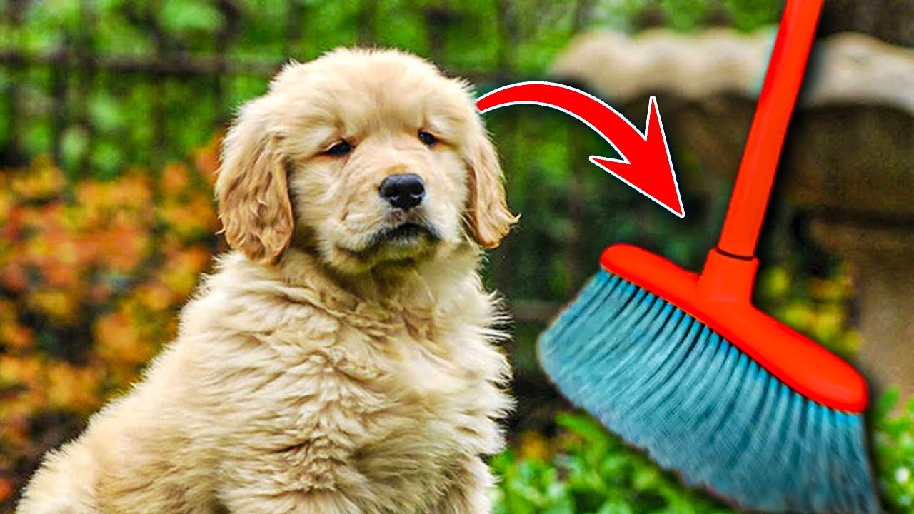 12 Things People Do That Golden Retrievers Hate