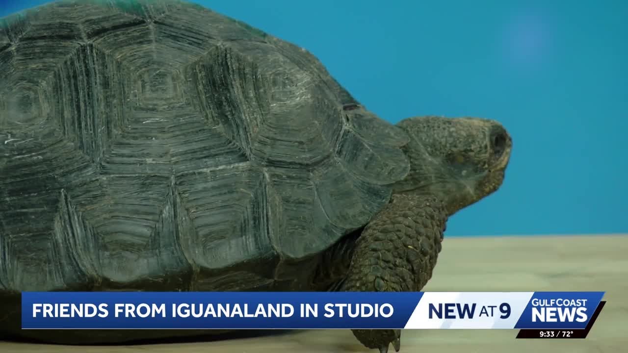 Iguanaland joins the studio with reptile surprise