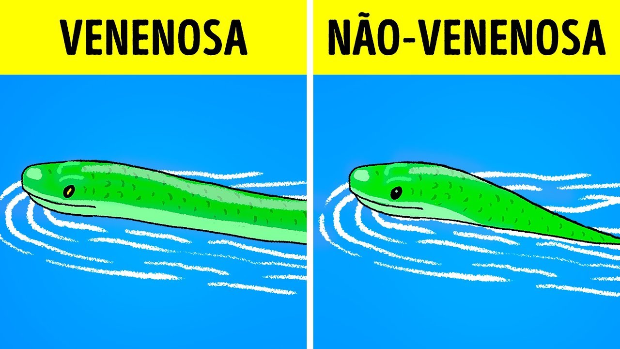 O Que Fazer Quando Você Vir Uma Cobra