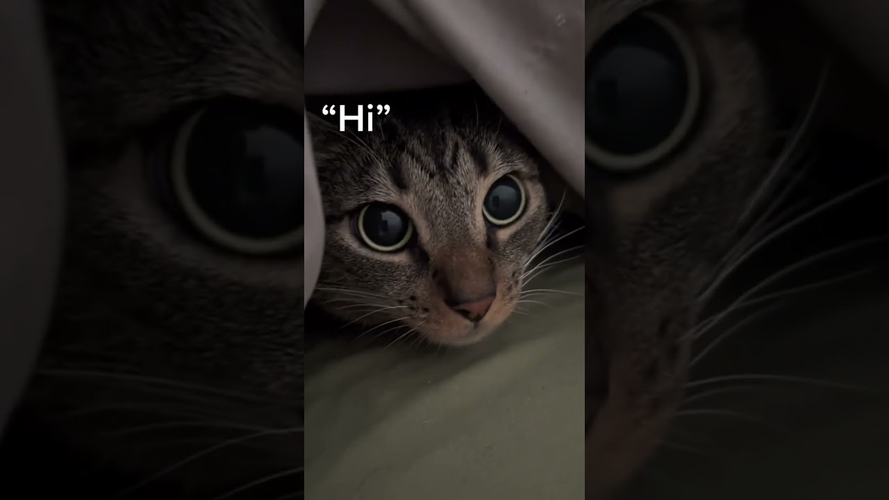The cat says hello👍👍