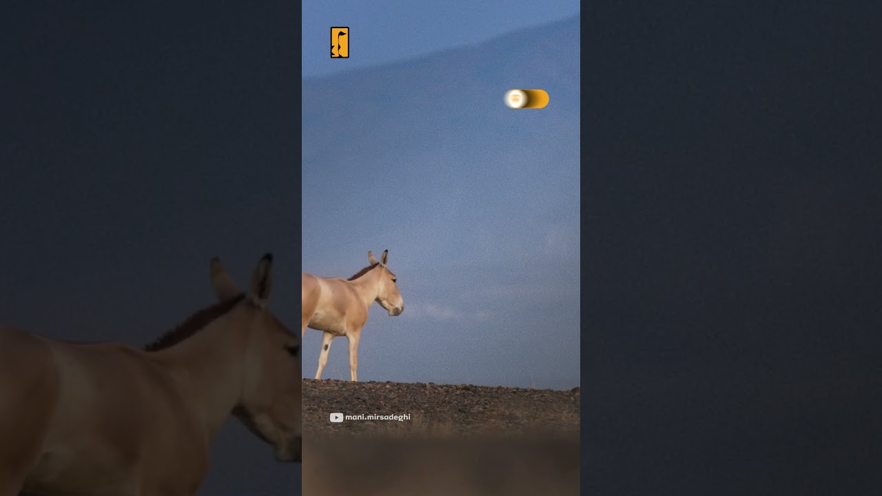 Persian Onager
