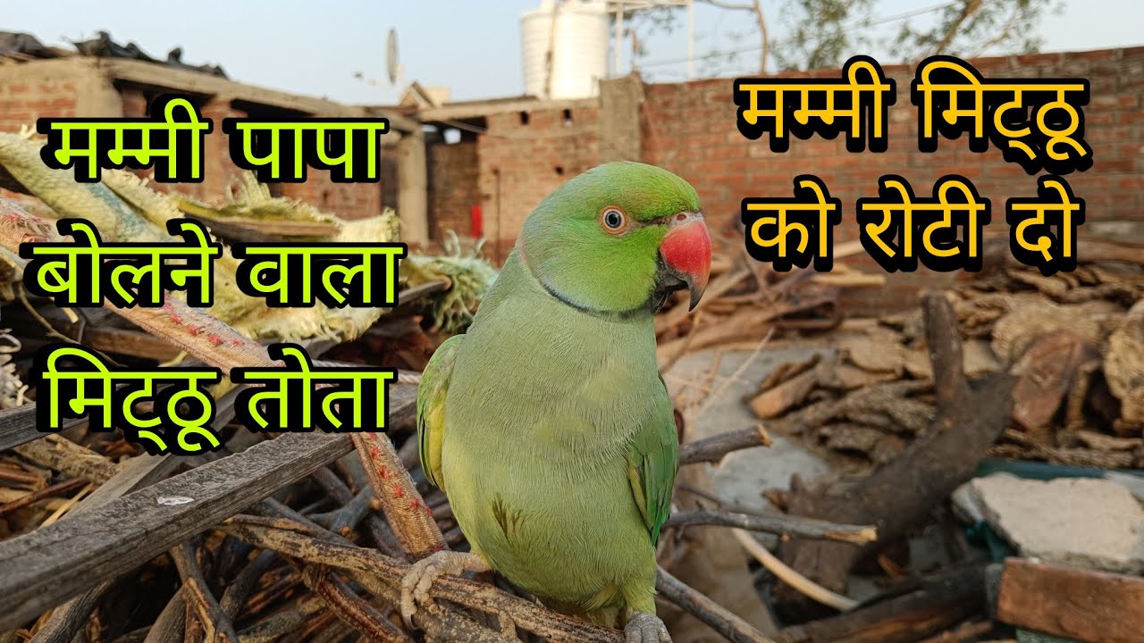 Parrot talking mummy papa 😱मम्मी पापा बोलने वाला मिट्ठू 🦜parrot video 😱Mithu talking mummy papa