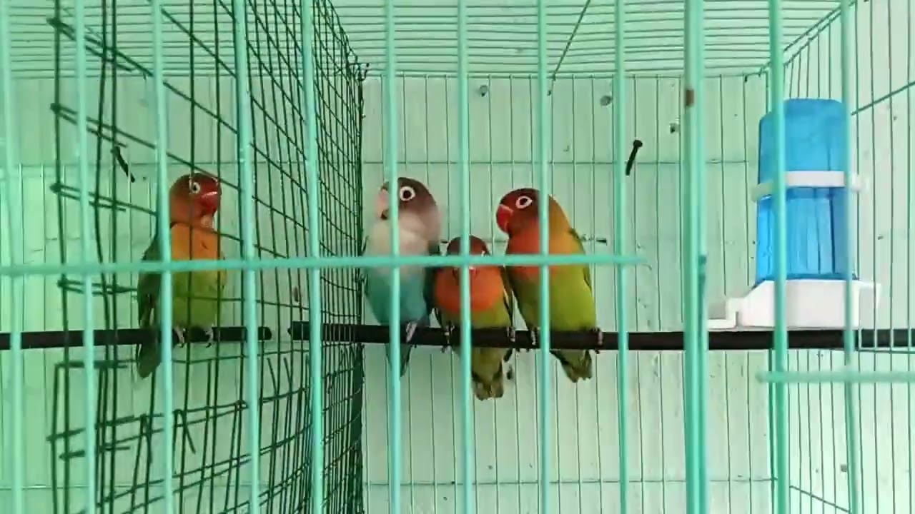 Kandang lovebird dibagi dua, hemat kandang