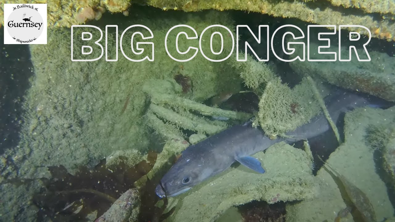 Big Conger and Lobsters on a shipwreck | Scallops to finish
