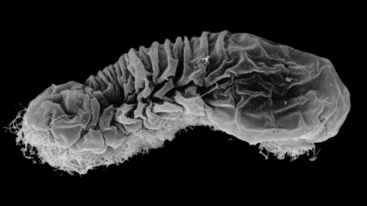 Filo Micrognathozoa: Menores Invertebrados da Terra.