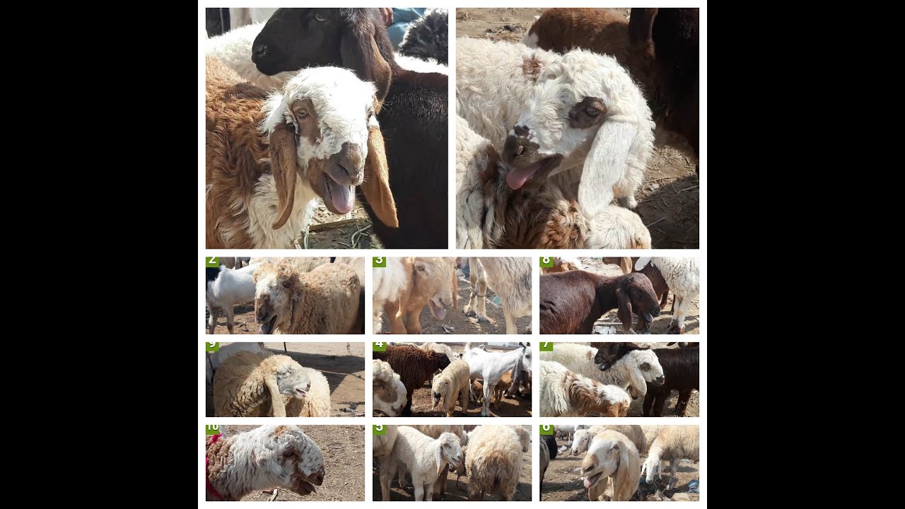 Sheep Screaming/Yelling Loud Compilation ( Sound Effect )